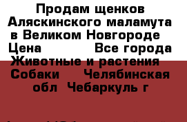 Продам щенков Аляскинского маламута в Великом Новгороде › Цена ­ 5 000 - Все города Животные и растения » Собаки   . Челябинская обл.,Чебаркуль г.